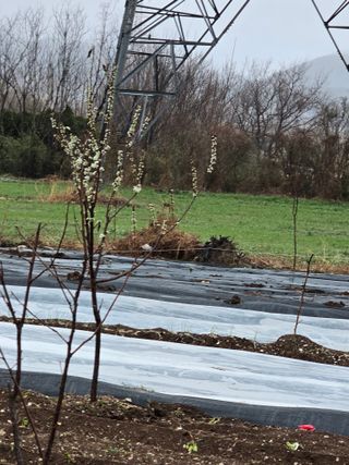 열심이님의 옥수수 · 영농일지 작성글 사진