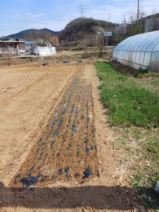 전원수님의 기타작물 · 영농일지 작성글 사진