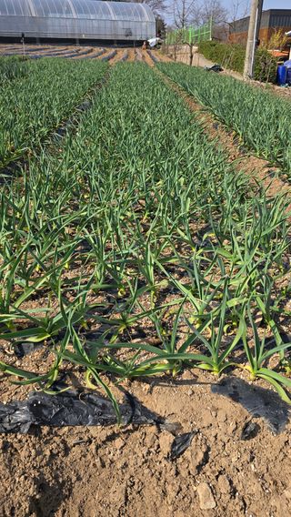 정태권님의 마늘 · 영농일지 작성글 사진