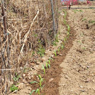 이창화님의 기타작물 · 영농일지 작성글 사진