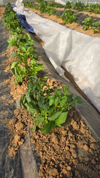 정태권님의 감자 · 영농일지 작성글 사진