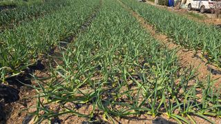 정태권님의 마늘 · 영농일지 작성글 사진