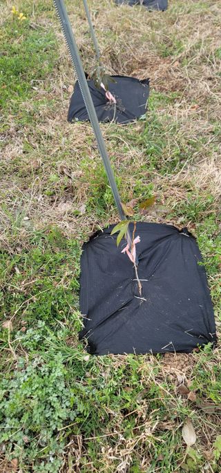 박종화님의 기타작물 · 영농일지 작성글 사진