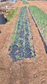 팜모닝 기타작물·영농일지 게시글 이미지