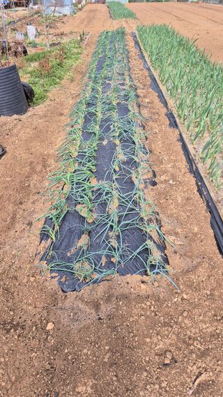 전환엽님의 기타작물 · 영농일지 작성글 사진