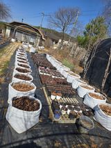 팜모닝 블루베리·영농일지 게시글 이미지