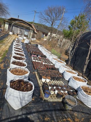 K1588님의 블루베리 · 영농일지 작성글 사진