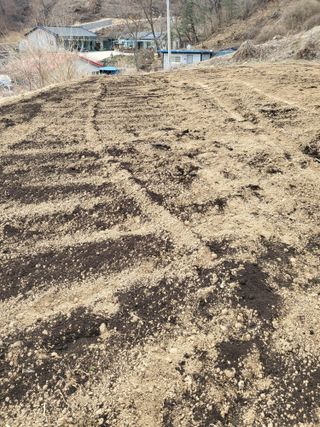 이상욱님의 고추 · 영농일지 작성글 사진