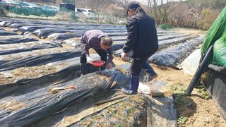 이경옥님의 기타작물 · 영농일지 작성글 사진