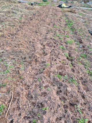 정진필님의 기타작물 · 영농일지 작성글 사진