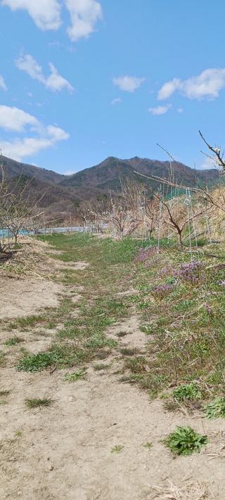 김 연님의 기타작물 · 영농일지 작성글 사진