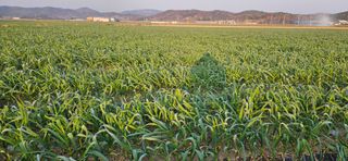 구춘봉님의 마늘 · 영농일지 작성글 사진