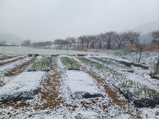 남궁봉님의 기타작물 · 영농일지 작성글 사진