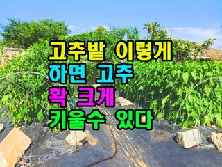 꿈꾸는텃밭님의 고추 · 영농일지 작성글 사진