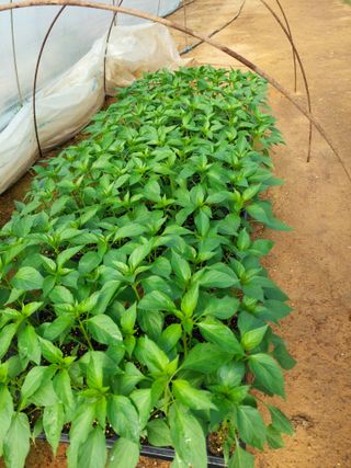 양김정숙님의 기타작물 · 영농일지 작성글 사진