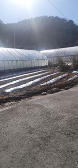 팜모닝 고추·영농일지 게시글 이미지