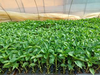 양김정숙님의 기타작물 · 영농일지 작성글 사진