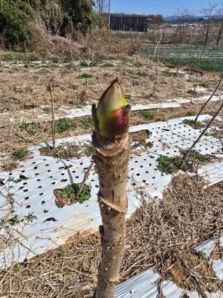 소병기 정직한농장님의 양파 · 영농일지 작성글 사진