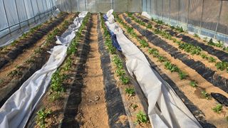 정태권님의 감자 · 영농일지 작성글 사진