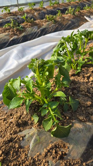 정태권님의 감자 · 영농일지 작성글 사진