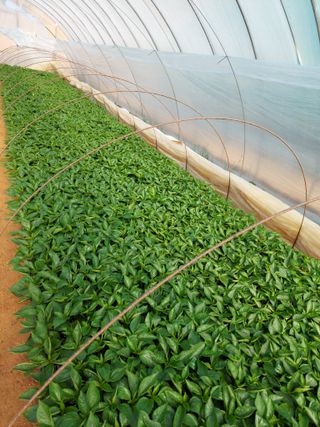 양김정숙님의 기타작물 · 영농일지 작성글 사진