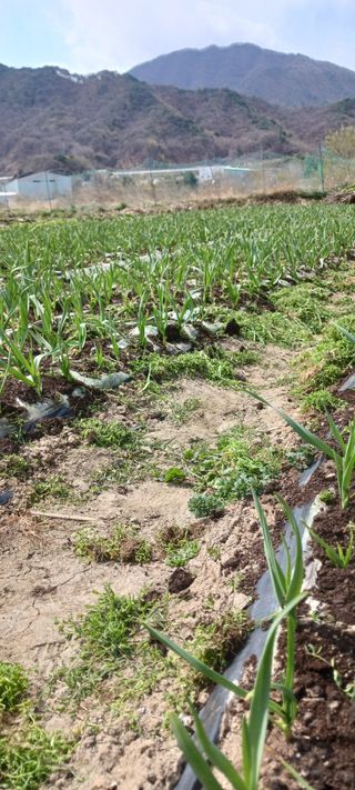 김 연님의 기타작물 · 영농일지 작성글 사진