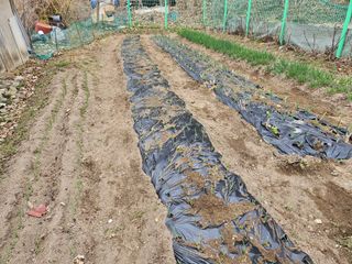 경달현님의 기타작물 · 영농일지 작성글 사진