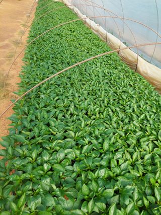 양김정숙님의 기타작물 · 영농일지 작성글 사진