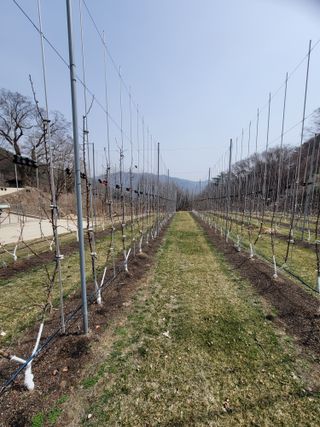 시나노골드님의 사과 · 영농일지 작성글 사진