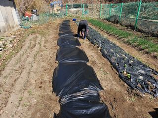 경달현님의 기타작물 · 영농일지 작성글 사진