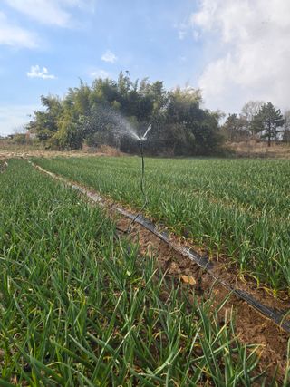 소병기 정직한농장님의 양파 · 영농일지 작성글 사진