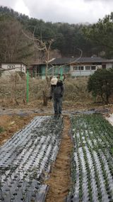 팜모닝 마늘·영농일지 게시글 이미지