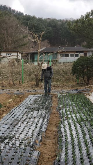 28 268 HQ님의 마늘 · 영농일지 작성글 사진
