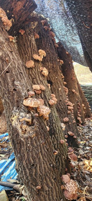 최군환님의 기타작물 · 영농일지 작성글 사진