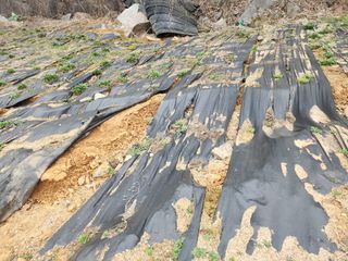 박헌님의 기타작물 · 영농일지 작성글 사진