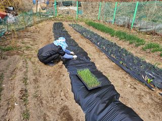 경달현님의 기타작물 · 영농일지 작성글 사진