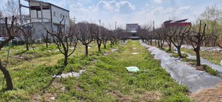 허행선님의 기타작물 · 영농일지 작성글 사진