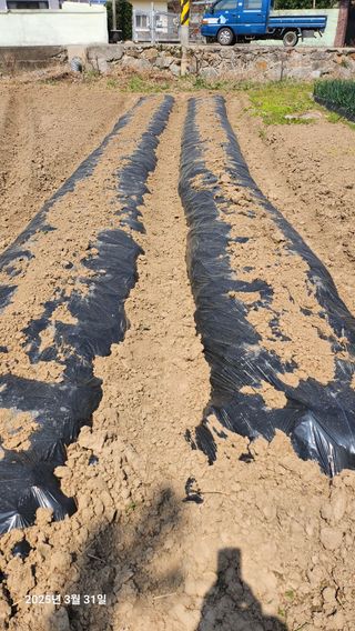 홍순철님의 기타작물 · 영농일지 작성글 사진