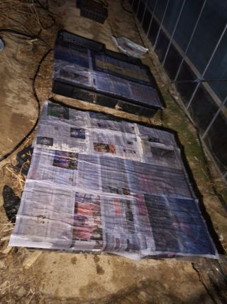 안재봉님의 옥수수 · 영농일지 작성글 사진