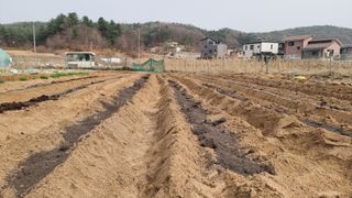 김윤회님의 감자 · 영농일지 작성글 사진