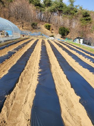 민원배님의 감자 · 영농일지 작성글 사진