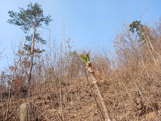 제키님의 두릅 · 영농일지 작성글 사진
