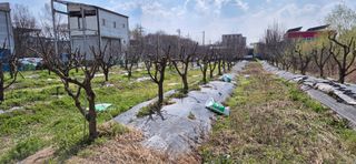 허행선님의 기타작물 · 영농일지 작성글 사진