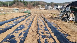 김윤회님의 감자 · 영농일지 작성글 사진