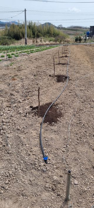 박순덕님의 기타작물 · 영농일지 작성글 사진