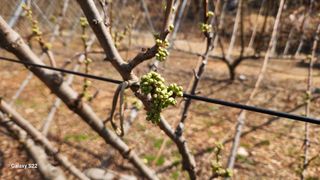 김준한님의 기타작물 · 영농일지 작성글 사진