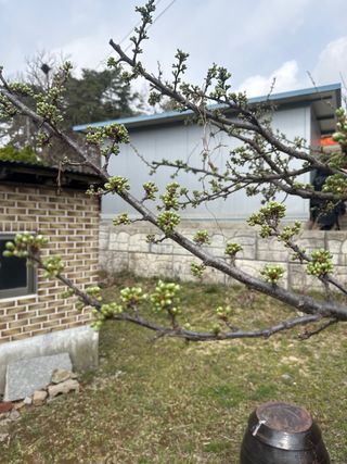 조성보님의 기타작물 · 영농일지 작성글 사진