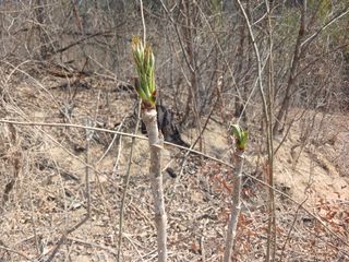 제키님의 두릅 · 영농일지 작성글 사진