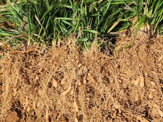 황미순님의 기타작물 · 영농일지 작성글 사진