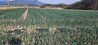 구춘봉님의 양파 · 영농일지 작성글 사진